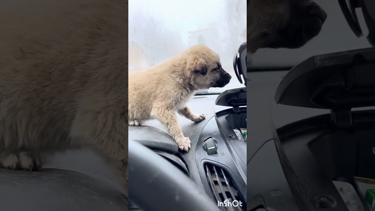 Hayata döndü çok şükür ilk gözü açıldığında annesini emmek oldu