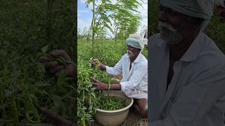 Daily Vlog Day - 87 ✅⚡ || Alex Vivasayi 💥🫂 || மிளகாய் சாகுபடி 🌶️💚🌾