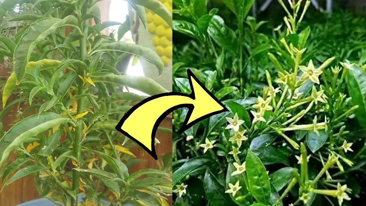 مسك الليل لا يزهر أو ملكة الليل مش بينجح معاك  اعرف الأسباب في الفيديو ده