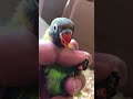 Love Birds Babys -Personatas babys
