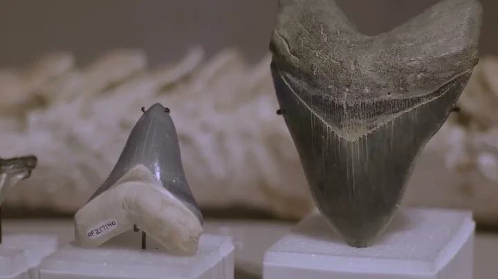 AI Learning in K-12 with Fossil Shark Teeth