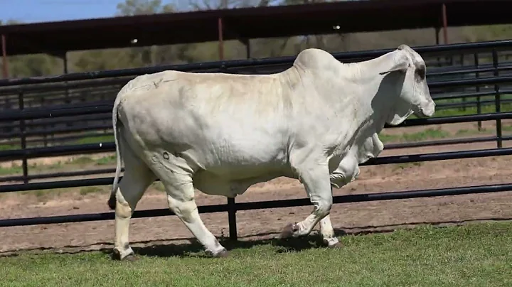 BNA MISS NEL MANSO 596/1 & WALTERS JODEE