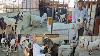 Amberpet hyderabadi goat quality Gulabi male or female sale contact