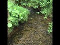 Liederbach in Hornau