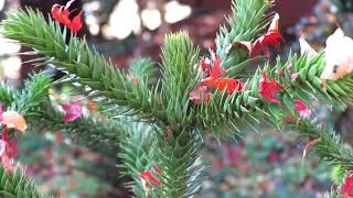 Araucaria araucana blahočet čilský