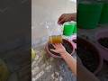 Growing Coriander seeds , Fix waterlogged soil 🌱#shorts #terracegarden #minivlog #gardening #plants