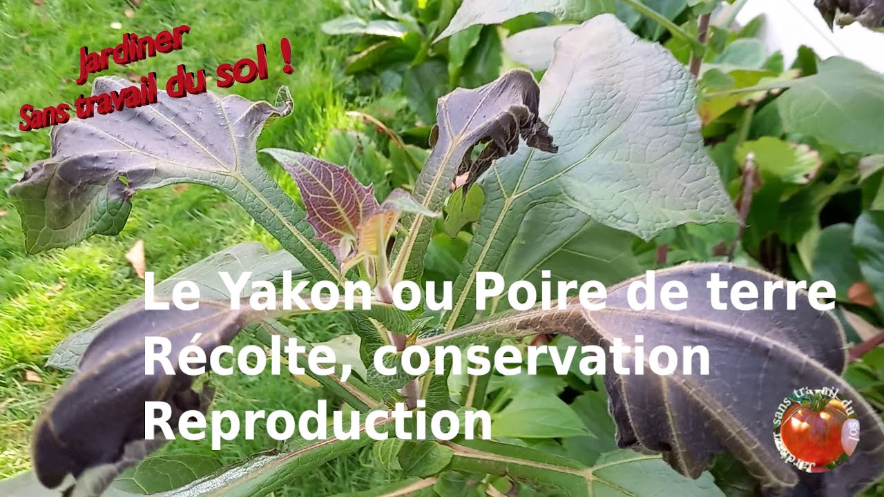 Сохранение урожая якона или земляной груши