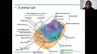 Pertemuan 4 : Organel Sel