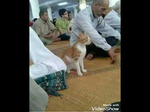 💐  Кот приходит в мечеть каждый день 💐