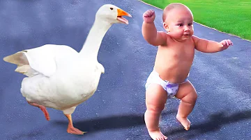 Nice Greeting! Funny Baby Say 'Hi' with Animals But...|| Just Laugh