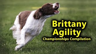 Brittany Agility at Championships 2017 AAC Alberta Regionals Compilation Hunter's Heart