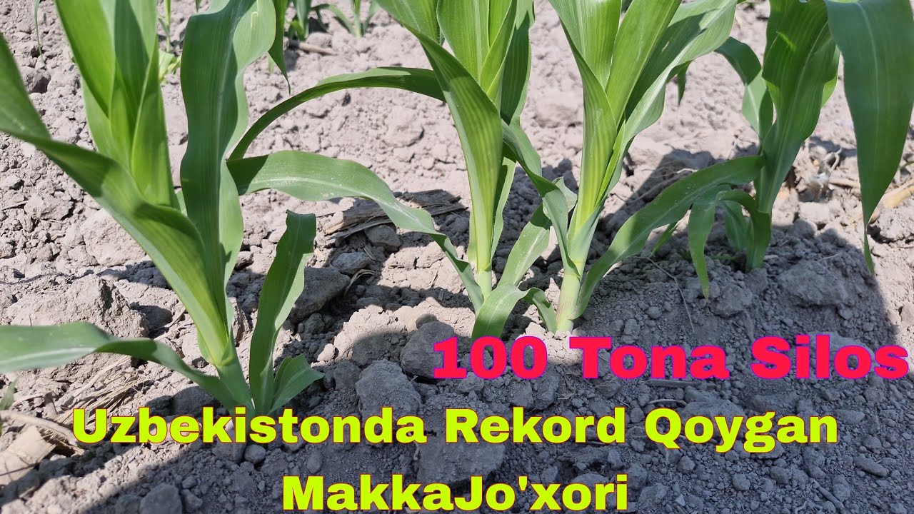 1 Gektar 🌏 yerdan 100 Tona Silos Olish Uchun Qanday MakkaJoxori🌽 Ekish Agro texnikas🚜i