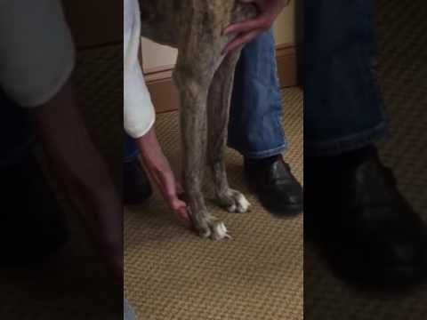 Videó: A carpalis laxity szindróma kutyákban