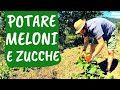 POTARE il MELONE: come e quando bisogna tagliare la pianta