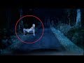 5 रहस्यमय जीव को देखकर आपके होश उड़ जायेंगे , दानव के रहस्य 5 Mysterious Creatures Caught on Camera