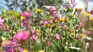 3 hours relaxing nature sounds for studying # Bird singing and spring flowers # Video FHD 1080p.(Offer yourself a few moments of peace and relaxation. Share this relaxing video with your family and your friends. Audiovisual experience by George Georgitzikis ..., 2015-01-04T07:01:21.000Z)