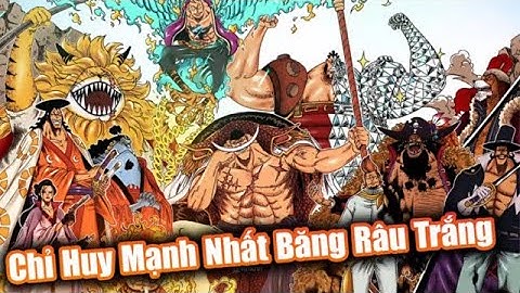 Đội Trưởng Đặc Biệt Nhất Băng RÂU TRẮNG ? Tất Tần Tật Về 17 Đội Trưởng Của Băng Hải Tặc Râu Trắng !