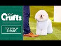 Toy Group Judging | Crufts 2020