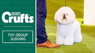Toy Group Judging | Crufts 2020