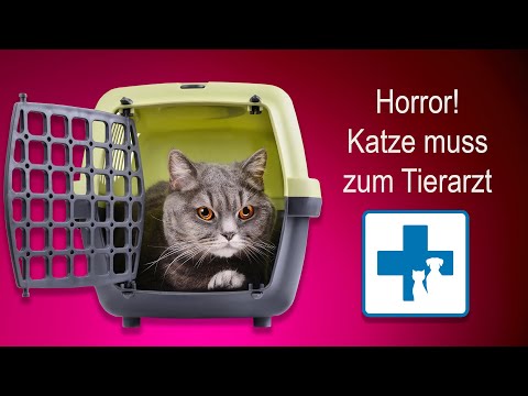 Video: Bringen Sie Ihre Katze Zurück In Die Box