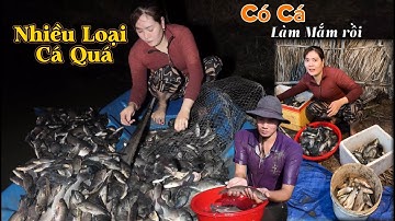 Thuốc Cá Vuông Ở Vùng Quê Cà Mau. Nhà Cha Vợ Như Thế Nào. Trúng Tôm Cá Quá Nhiều...