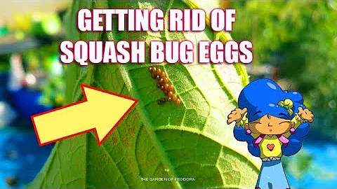 How to NATURALLY get rid of SQUASH BUG EGGS: THE GARDEN OF FEODORA