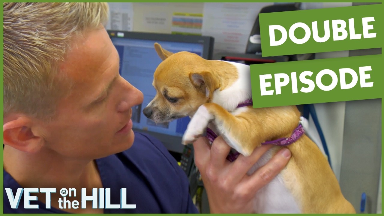 Vet Uncovers Sad Hip Diagnosis In Chihuahua | Vet On The Hill