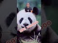 الباندا في الاصل آكل لحوم