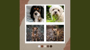 Fun Ambience for Adorable Rescue Pups