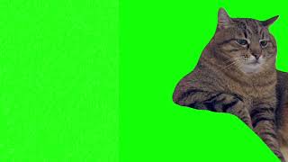 Cat sitting bored meme green screen