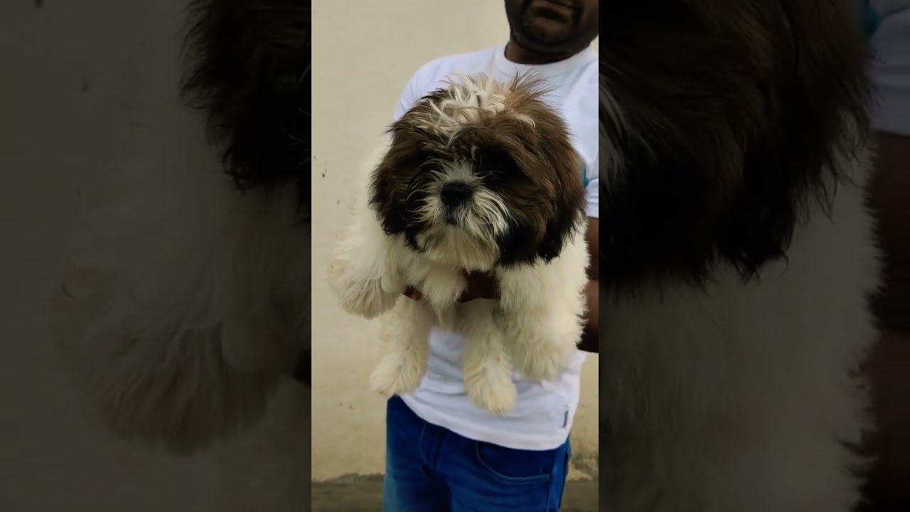 Shih Tzu champion lineage.male puppy perfect marking.. with vaccination. Bangalore call