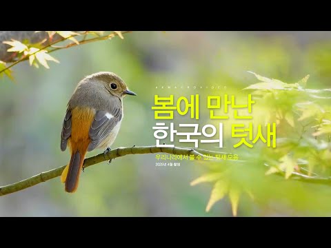 봄에 만나는 한국의 텃새들 [ 딱새, 박새, 곤줄박이, 오목눈이 뱁새, 방울새, 아물쇠 딱다구리 ]