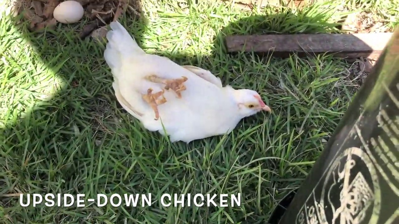 Upside Down Chicken (Caught MY Hen Sleeping on The Job) YouTube