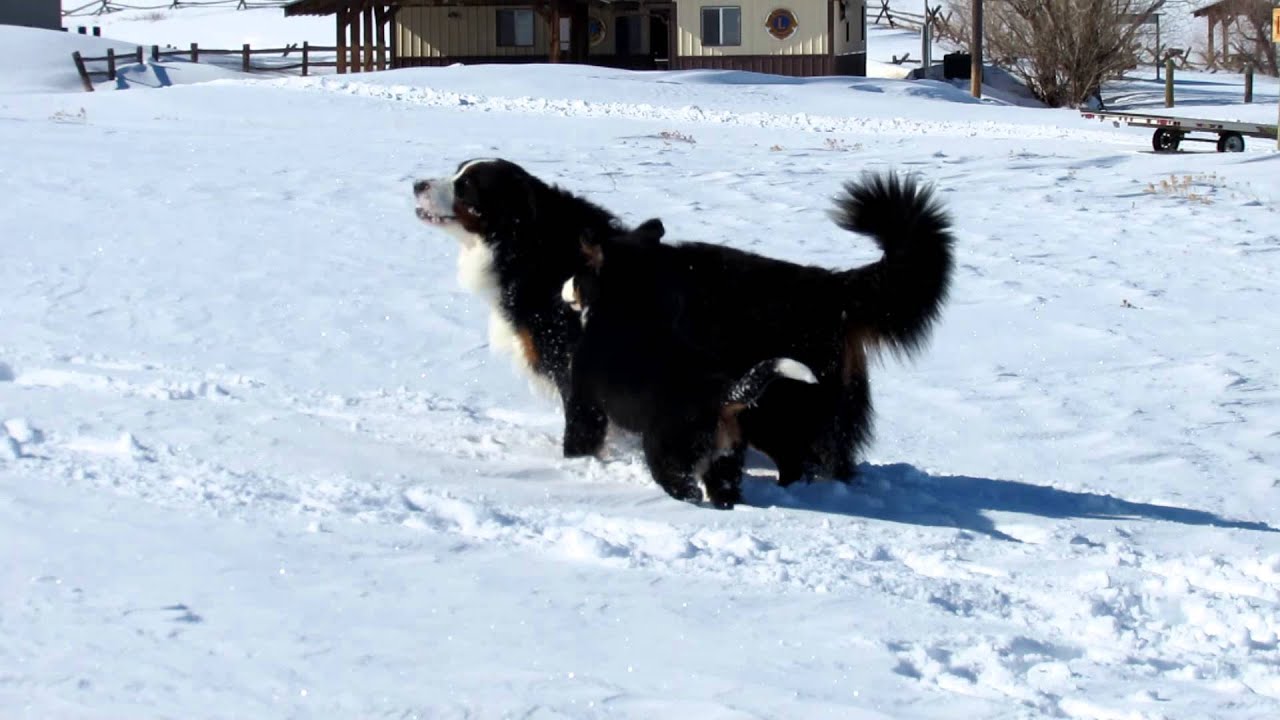 Berners in the Snow Oliver and Sunny YouTube