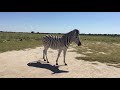 Botswana&#39;s Wildlife | Travel Vlog