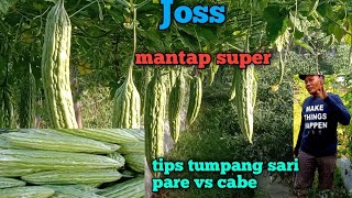 Tips tanaman cabe tumpang sari pare hasil melimpah