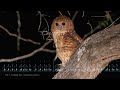 Pel&#39;s Fishing Owl Call - The sounds of a Pel&#39;s Fishing Owl calling at night in Botswana