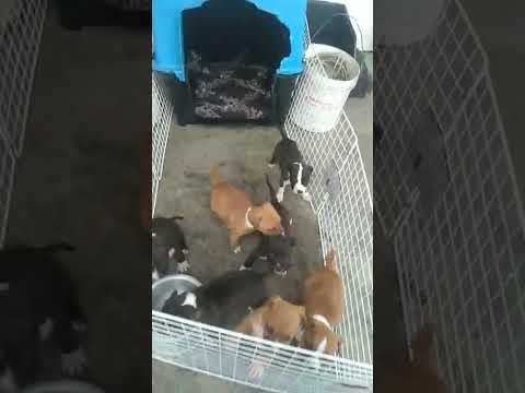 Vídeo: Filhotes de American Staffordshire Pit Bull Terrier