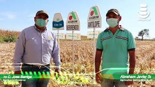 La Mazorca | Demo Cosecha Santa Rita, Ayotlán, Jal.