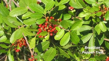 Backyard Nature Network Video Series - Remove Invasive Plants