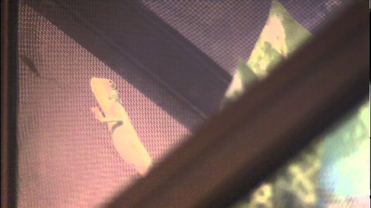 veiled chameleon breeding rango eats a tasty cricket
