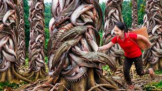 Information Catching Many Giant Tree-Trunk Catfish & Sell at Village Market | This Strange Fish Breeding on Tree Guide