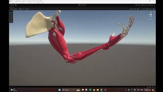 Unity muscle simulation VAT.