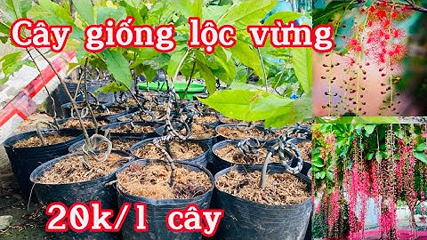 0337432691 - Cây Giống Lộc Vừng | Lộc Vừng Hoa Đỏ | Cây Phong Thuỷ | ngày 31/12/2022