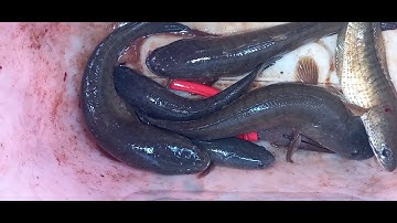 Rê cá lóc sông ray. Tuấn sông ray #cauca #lure #câu đài