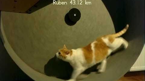 Ruben walking on the big large cat wheel with the monitoring software now fully operational