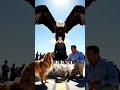 Hero Dog &amp; Giant Eagle Stop Airport Bomb Attack! 🐕🦅💥! #shorts  #animals