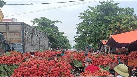 toàn cảnh mang vải thiều Lục Ngạn Bắc Giang ra chợ bán sẽ như thế nào/// Lanh Lục Ngạn