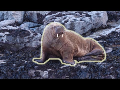 Arctic Walrus Spotted In Wales