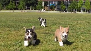 GoPro: Corgi Puppies at Georgia Tech